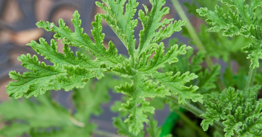 Using Citronella Oil as an Insect Repellent