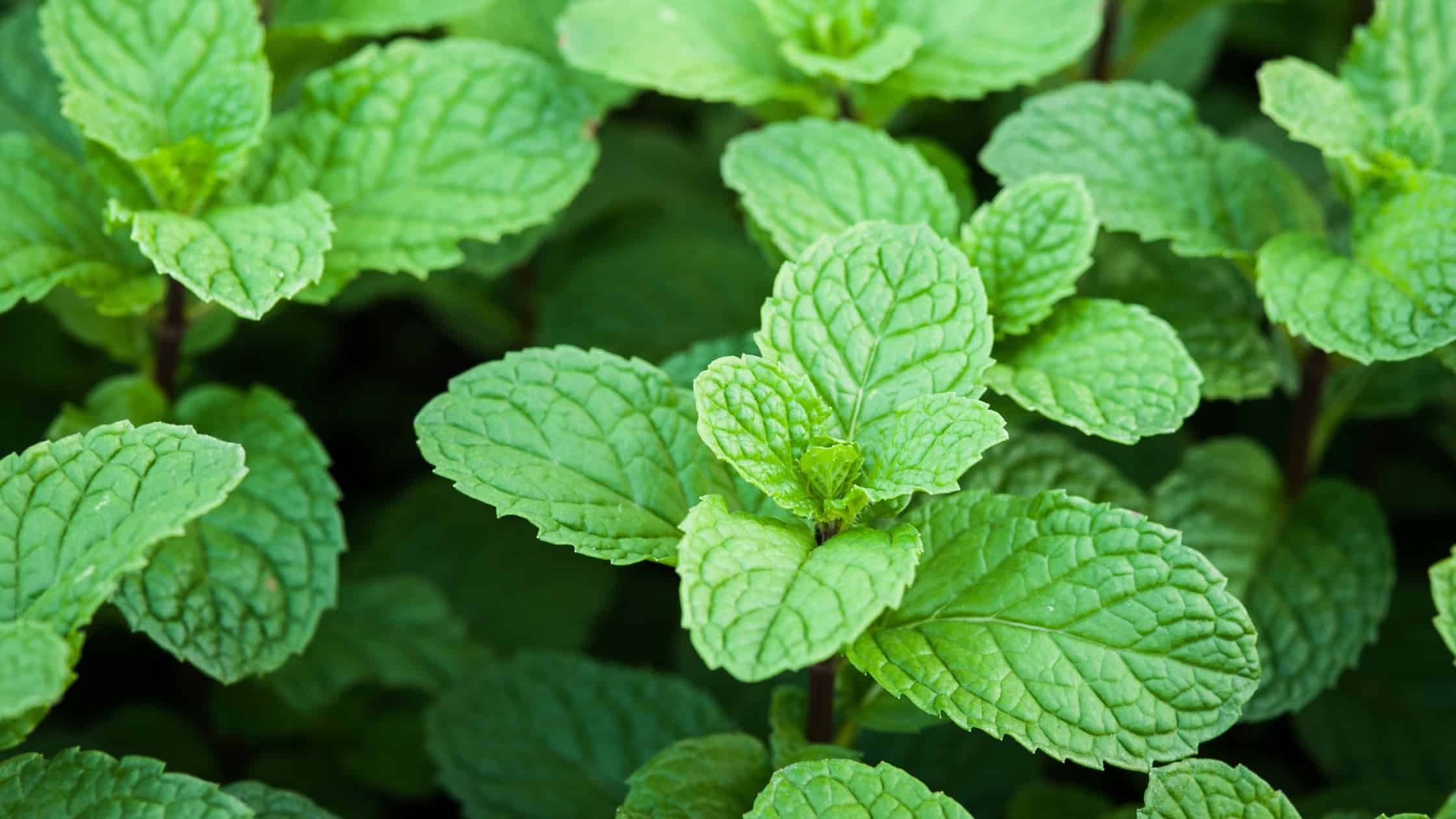Peppermint Oil Plant Bug Spray